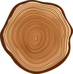 Fototapeta premium Stump of oak or pine lumber,wood cut tree trunk