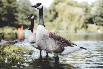 Beautiful view of Black brant in the lake
