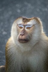 Obraz premium Vertical shot of a Monkey with a gray background