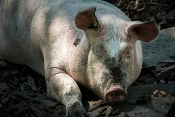 Closeup of a Pig on the ground on the farm