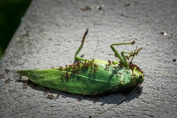 Closeup shot of ants attacking grasshopper on a grey surface