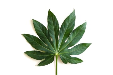 leaves isolated on white.