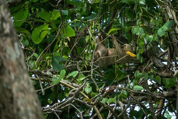Sloth (Folivora) climbing trees in the jungle, surrounded by the fresh foliage