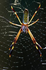 Close up of a Golden orb weaver spider (Nephila) on a web isolated on a dark background