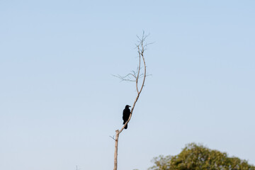a crow on a branch In the middle of nature in the garden of Bangkok, Thailand