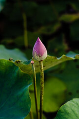 lotus and lotus leaf from different angles in thai temple beautiful flowers lotus garden national park wilderness outdoors
