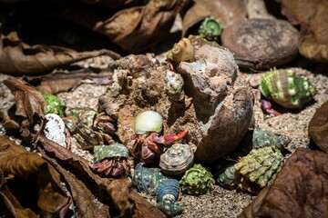 Fototapeta na wymiar Hermit crabs (Paguroidea) crawling on rocks and dry leaves on a sunny day