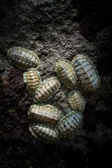 Top view of West Indian fuzzy chitons (Acanthopleura granulata) crawling on a stone in the water