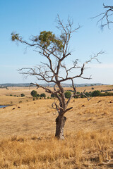 Arid Pasture and Grazing land at the end of an Australian Summer, Near Buxton Victoria