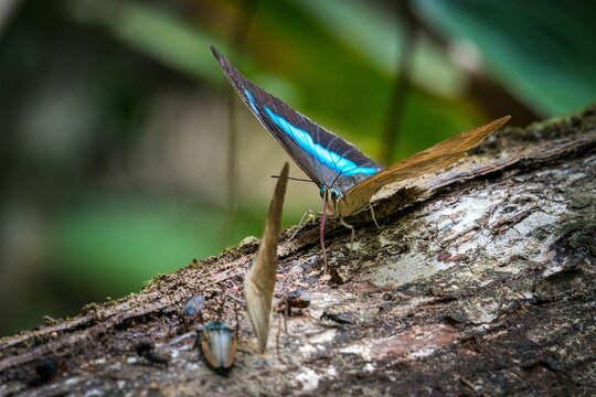 Closeup of Prepona demophon perching on wood