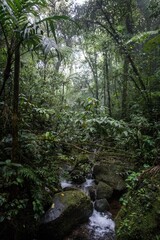 Vertical shot of trees in a tropical forest in Costa Rica