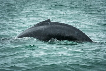 Beautiful shot of a whale in the water