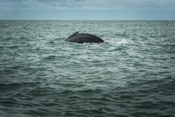 Naklejka premium Beautiful shot of a whale in the water