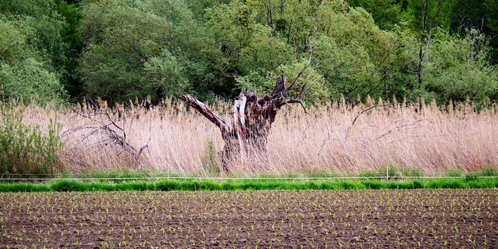Alter Baum