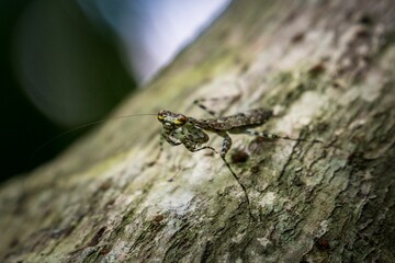 Close-up shot of a Liturgusa krattorum on a tree bark
