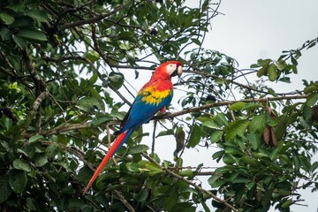 Close-up shot of an Ara parrot sitting on a tree branch