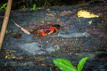 Close-up shot of a crab hiding in a tree log