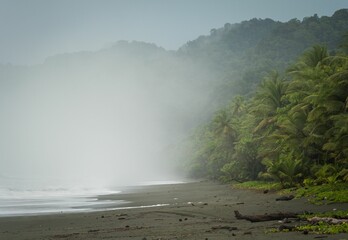 Beautiful shot of waves covering a coastline of a tropical forest during foggy weather