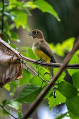 Vertical shot of a black-throated trogon sitting on a tree branch