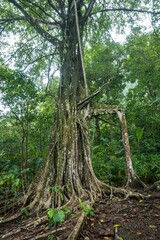 Vertical shot of a huge tree in a tropical forest