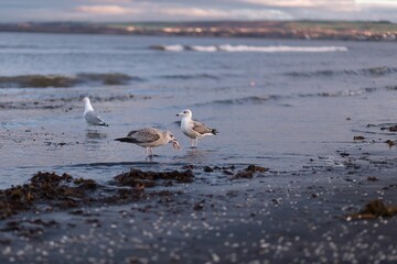 Selective focus shot of seagulls on the seashore