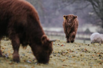 Selective focus shot of highland cattles grazing in the meadow