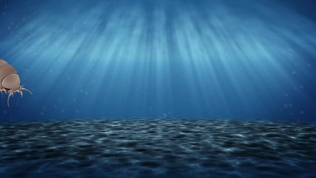Giant Isopod in Underwater Sunbeam Rays Animation