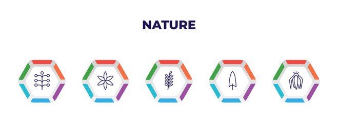 editable outline icons with infographic template. infographic for nature concept. included mimosa, aster, pinnate, spear shaped, ylang-ylang icons.