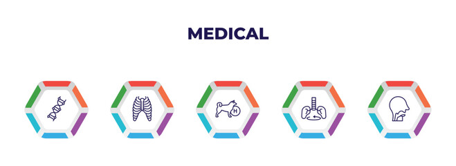 editable outline icons with infographic template. infographic for medical concept. included medical chain of dna, sternum, canine, breath control, pharynx icons.