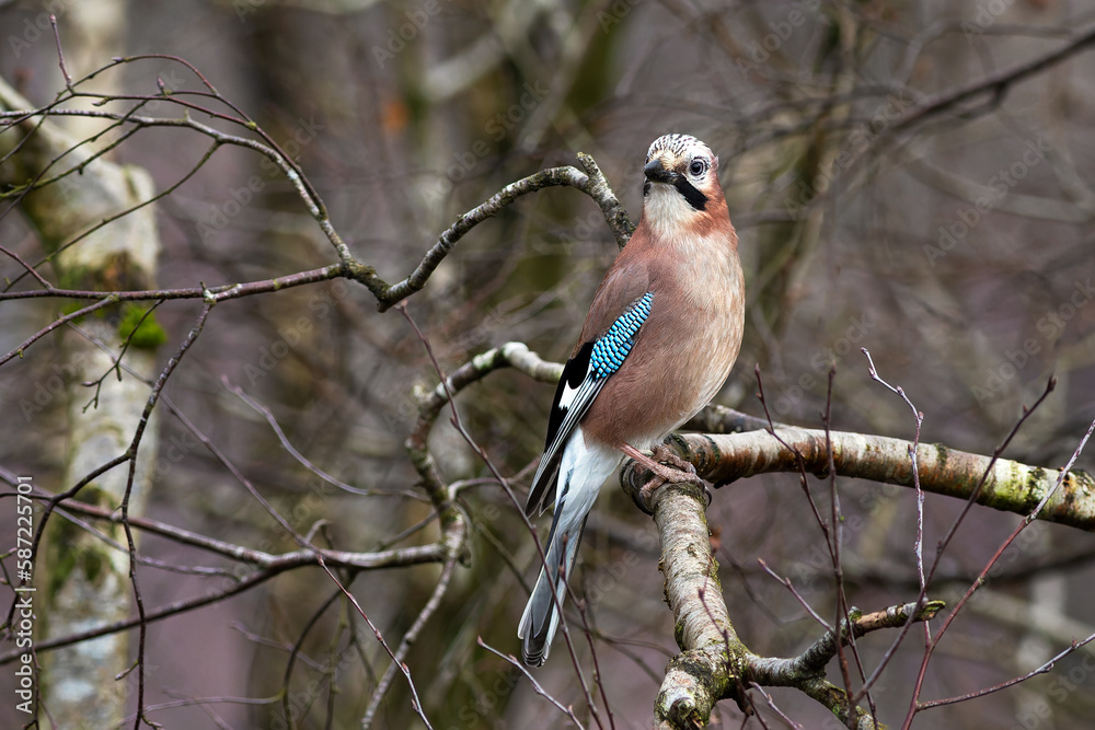 Poster a close up portrait of a jay as it perches in the branches of a tree
