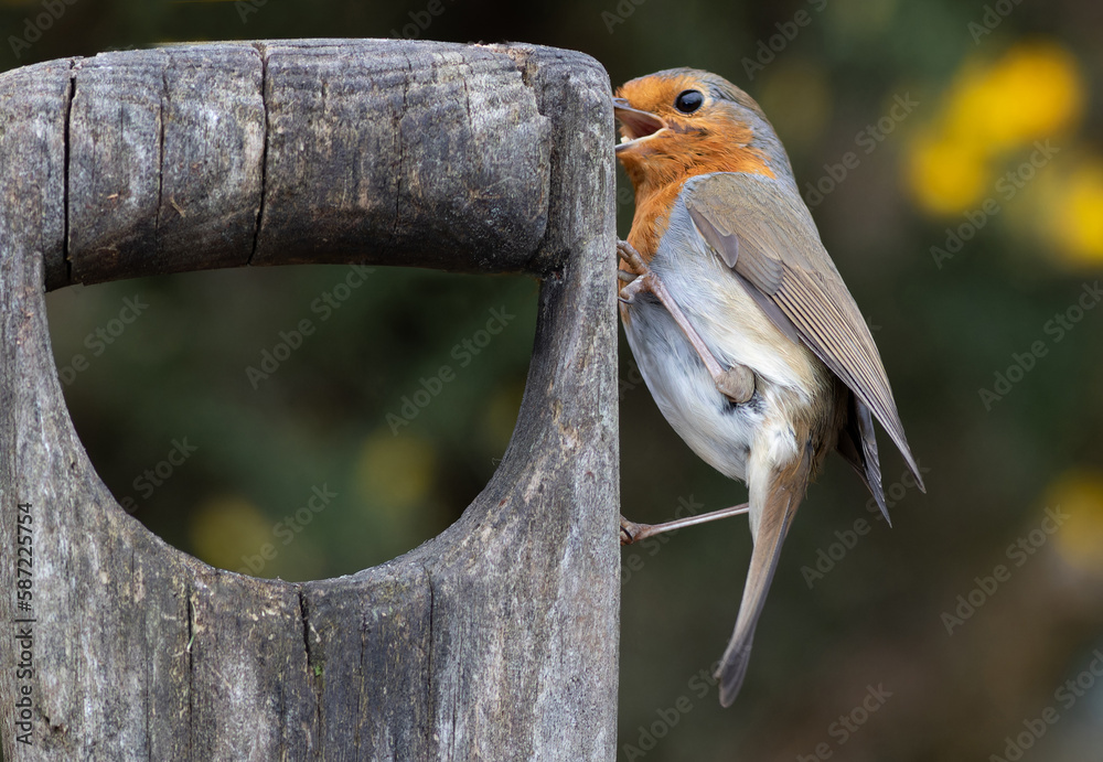 Poster a small robin looking for grubs is perched on the wooden handle of a garden spade or fork. there is 