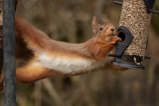 an amusing funny image of a red squirrel as it stretches from a treen over to a bird feeder as it steals the food from a bird feeder