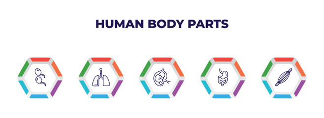 editable outline icons with infographic template. infographic for human body parts concept. included two spermatozoon, respiratory system, fetus in an uterus, digestive system, human muscle icons.