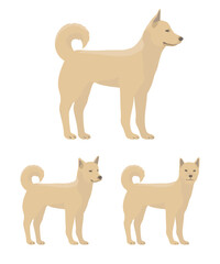 korean jindo dog, fawn dog, standing dog flat vector illustrations isolated on white background