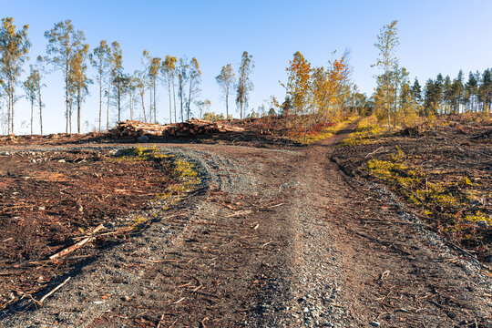 The destruction of a beloved forest path - Hovdetoppen Hill, Gj&oslash;vik, Norway.