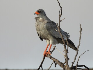 Road Trip Karoo Nat Park 