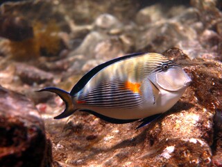 The sohal surgeonfish or sohal tang, is an endemic from the Red Sea and Persian Gulf