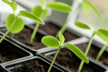 Cucumber plant seedlings in plastic containers in front of a window. Green sapling plants in a nursery plot. Home gardening concept. 