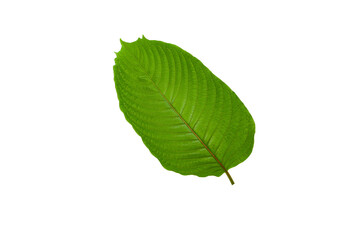  fresh cottage leaves on png background