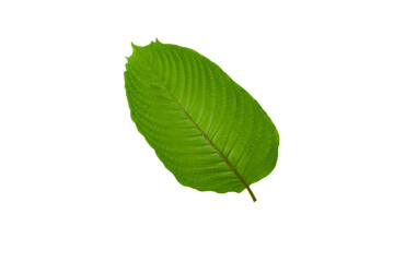  fresh cottage leaves on png background
