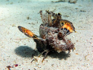 Red Sea Walkman, also known as sea goblin, demon stinger or devil stinger, is a Western Pacific member of the Inimicus genus of venomous fishes, closely related to the true stone fishes