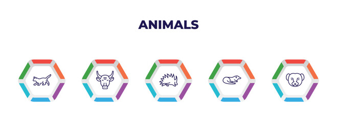 editable outline icons with infographic template. infographic for animals concept. included kitten, bull, porcupine, otter, weasel icons.