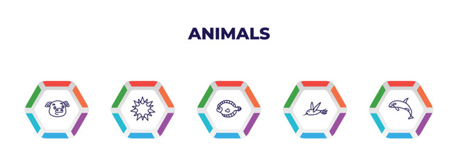 editable outline icons with infographic template. infographic for animals concept. included pig, sea urchin, flounder, colibri, grampus icons.