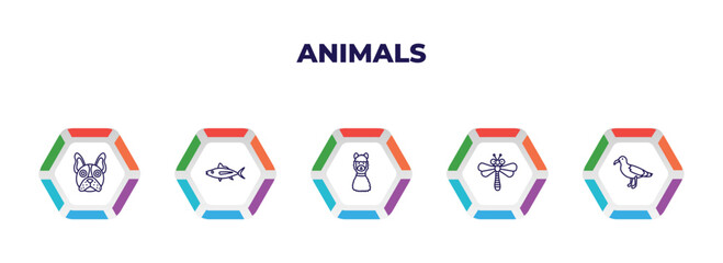 editable outline icons with infographic template. infographic for animals concept. included bulldog, tuna, lama, dragonflay, albotros icons.