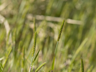 スズメノテッポウ