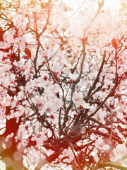 Blossom spring background with flowers, blurred sun light bokeh and flowers