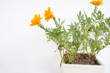 Orange yellow chrysanthemums or chrysanths flower. Isolated on white background, space for text.