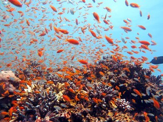Fototapeta na wymiar Red Sea fish and coral reef