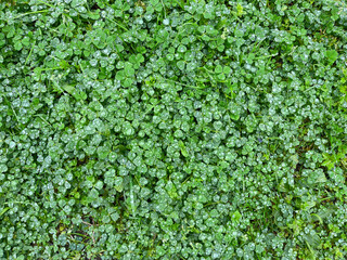 Summer grass background, top view. Spring green grass clover meadow with rain water dew drops