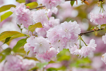 blossoming pink cherry in spring